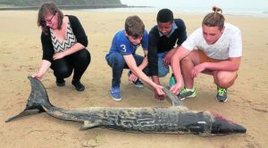 Lee más sobre el artículo Cetáceo varado en Santa Marina
