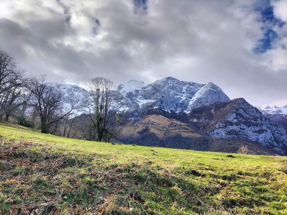Lee más sobre el artículo Ponga
